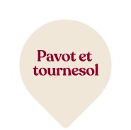 Pavot et tournesol